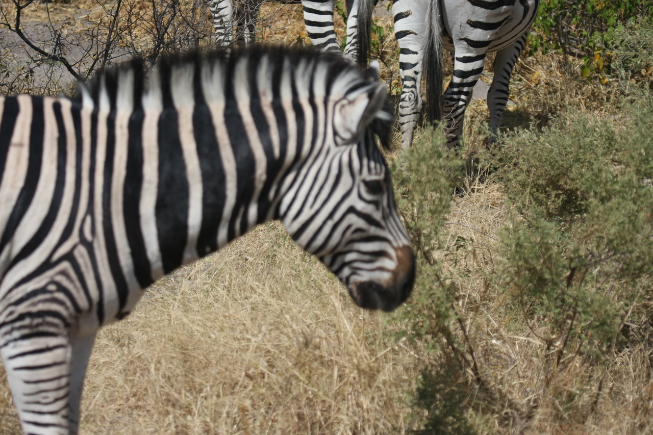 [24101] 2016_06_30_05_44_07_Africa_Canon_EOS_40D_IMG__00410.jpg