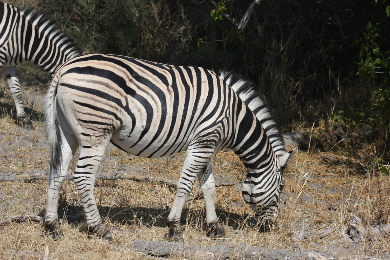 [24111] 2016_06_30_05_44_19_Africa_Canon_EOS_40D_IMG__11585.jpg