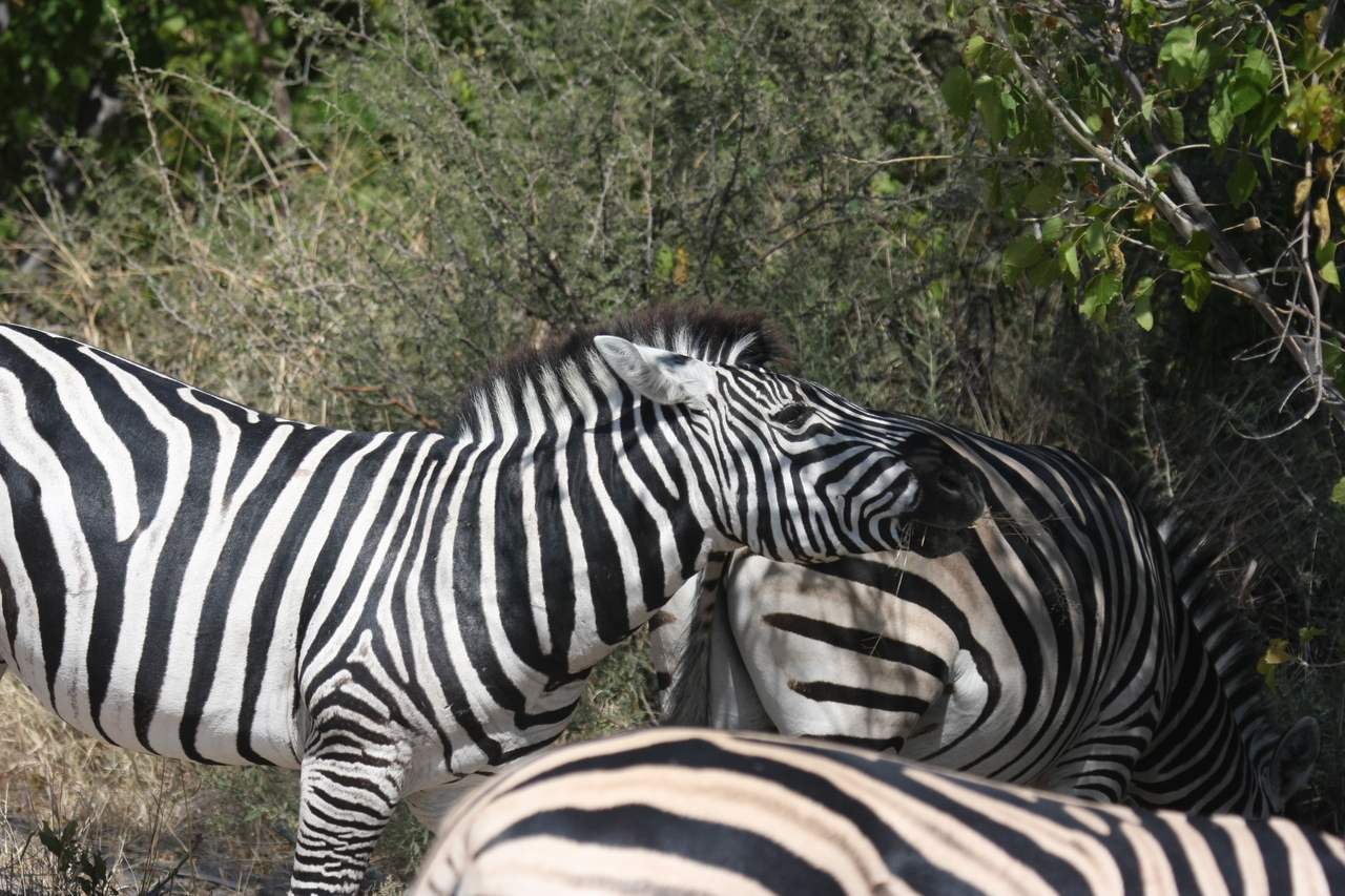 [24112] 2016_06_30_05_44_24_Africa_Canon_EOS_40D_IMG__00414.jpg