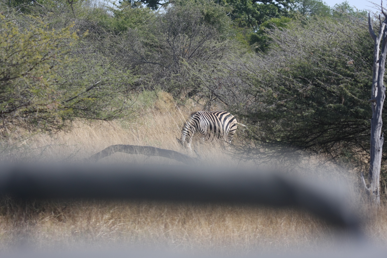 [24127] 2016_06_30_05_45_34_Africa_Canon_EOS_40D_IMG__04145.jpg