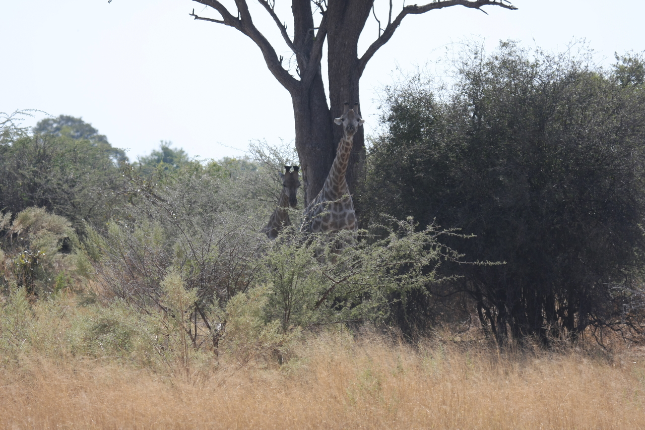 [24137] 2016_06_30_05_45_45_Africa_Canon_EOS_40D_IMG__11594.jpg