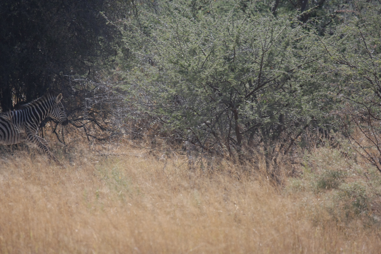 [24143] 2016_06_30_05_46_07_Africa_Canon_EOS_40D_IMG__04151.jpg