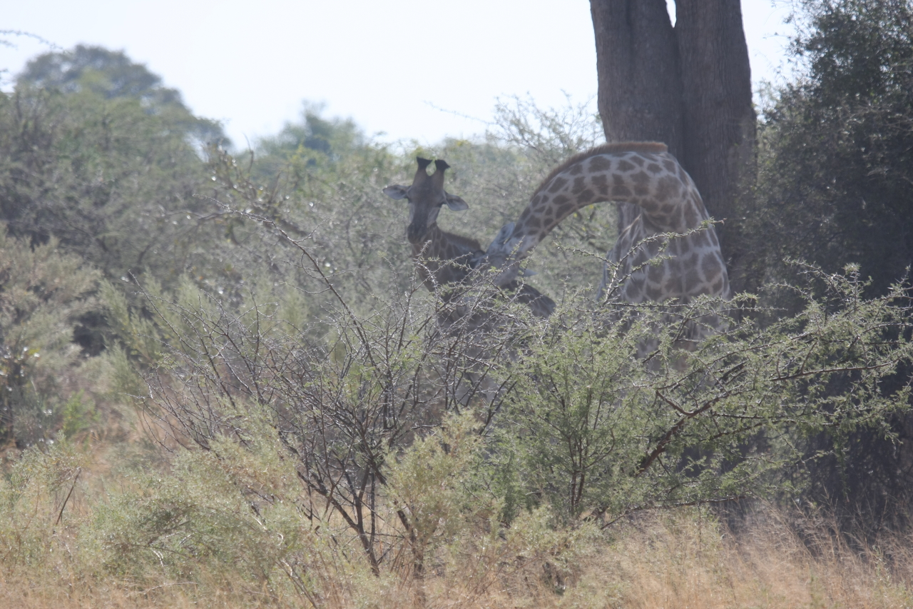 [24149] 2016_06_30_05_46_26_Africa_Canon_EOS_40D_IMG__04153.jpg