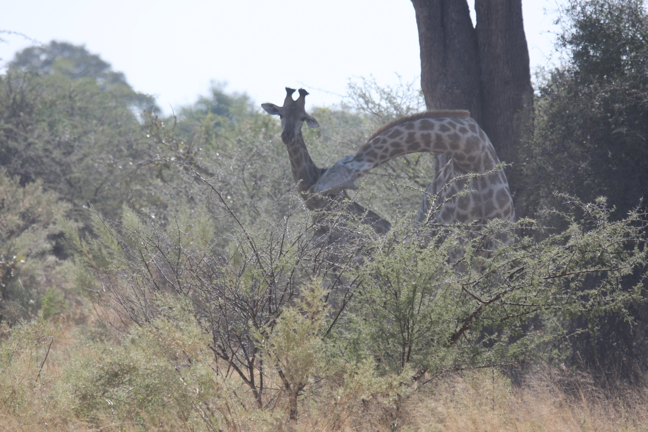 [24151] 2016_06_30_05_46_26_Africa_Canon_EOS_40D_IMG__11599.jpg