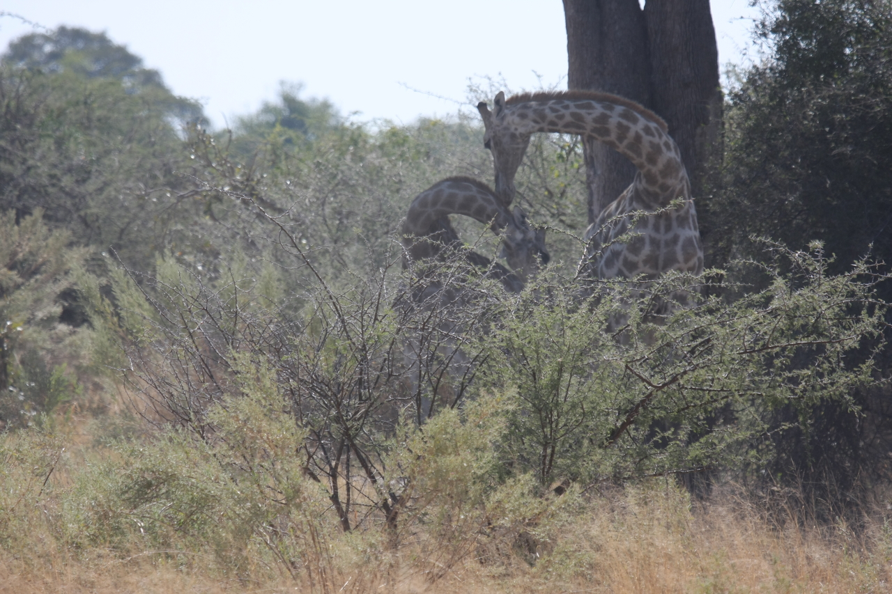 [24155] 2016_06_30_05_46_27_Africa_Canon_EOS_40D_IMG__00430.jpg