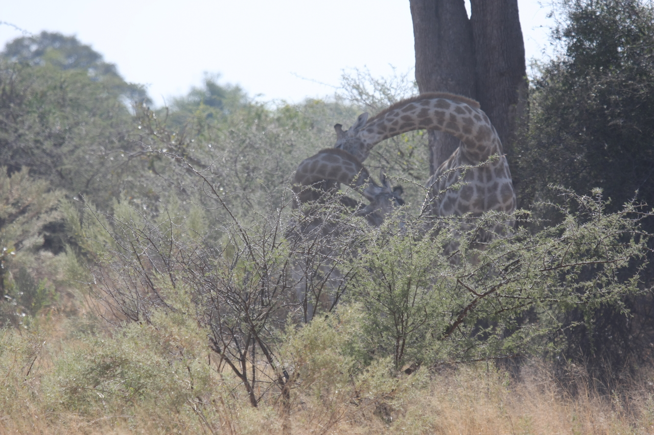 [24157] 2016_06_30_05_46_27_Africa_Canon_EOS_40D_IMG__04155.jpg