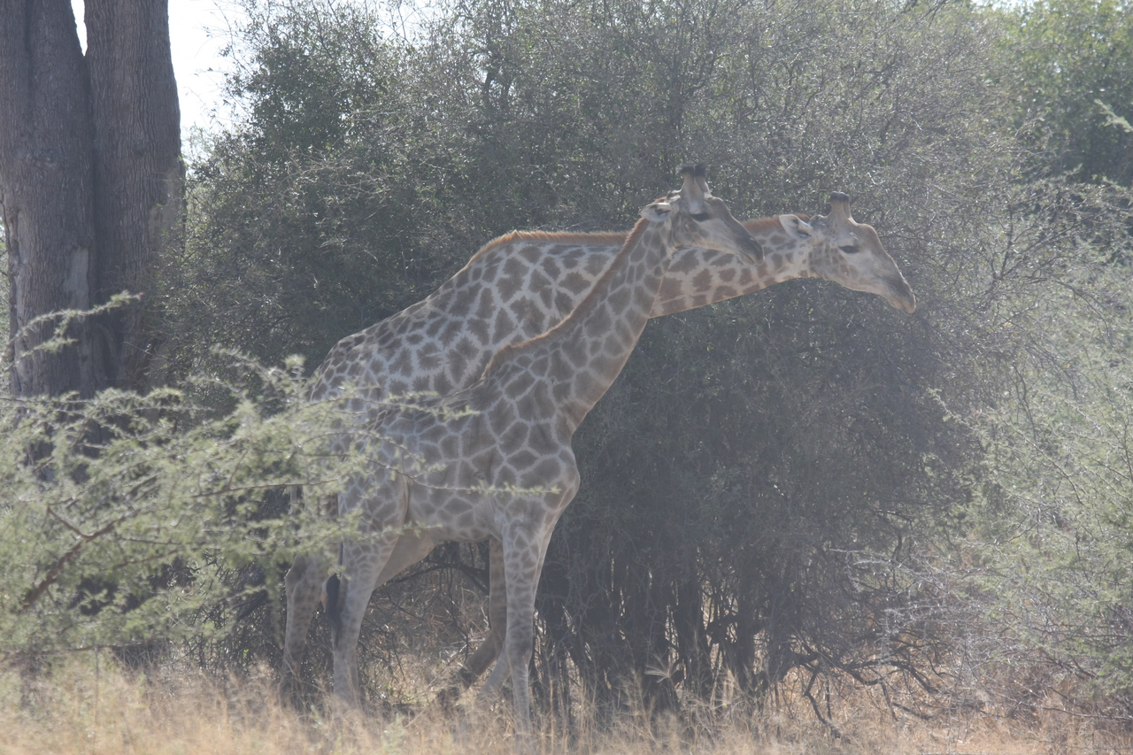 [24163] 2016_06_30_05_46_37_Africa_Canon_EOS_40D_IMG__00432.jpg