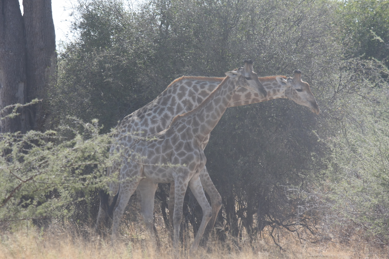 [24167] 2016_06_30_05_46_37_Africa_Canon_EOS_40D_IMG__04159.jpg