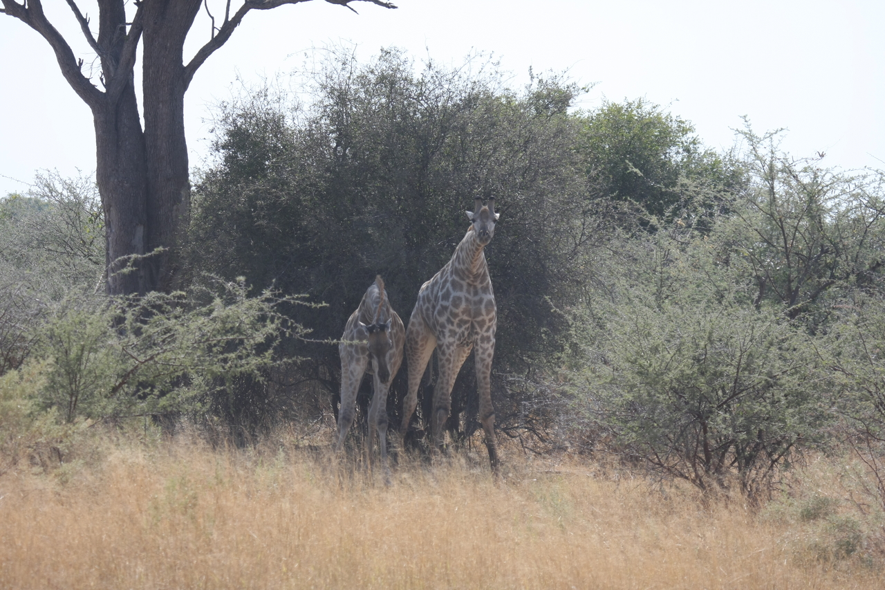 [24177] 2016_06_30_05_46_44_Africa_Canon_EOS_40D_IMG__04164.jpg