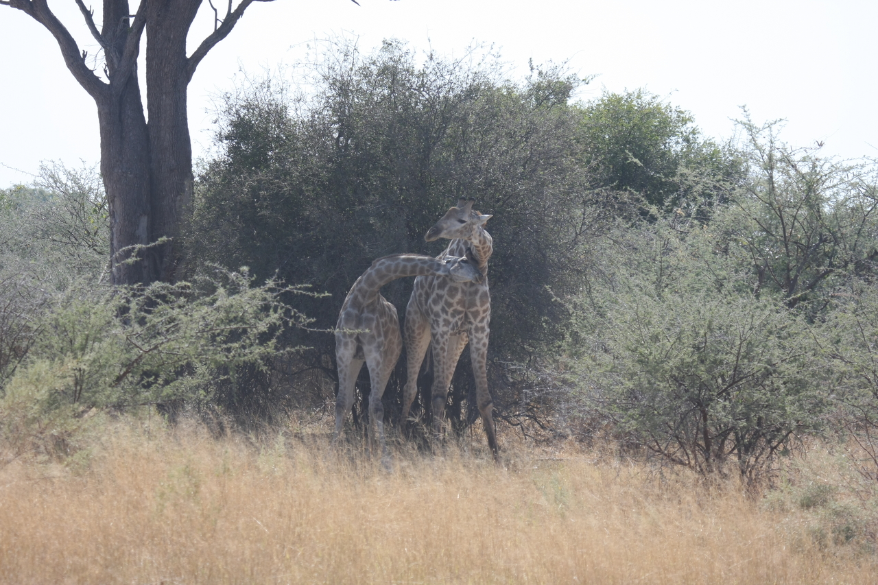 [24181] 2016_06_30_05_46_46_Africa_Canon_EOS_40D_IMG__00439.jpg
