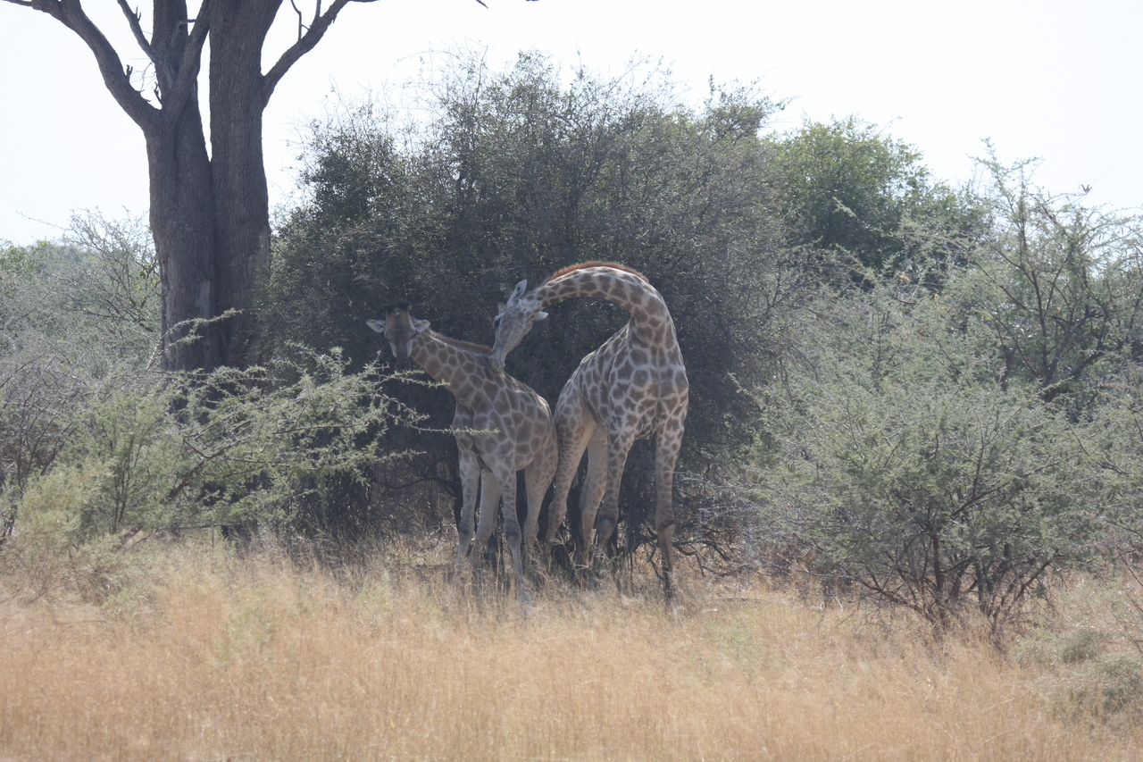 [24191] 2016_06_30_05_46_50_Africa_Canon_EOS_40D_IMG__00443.jpg