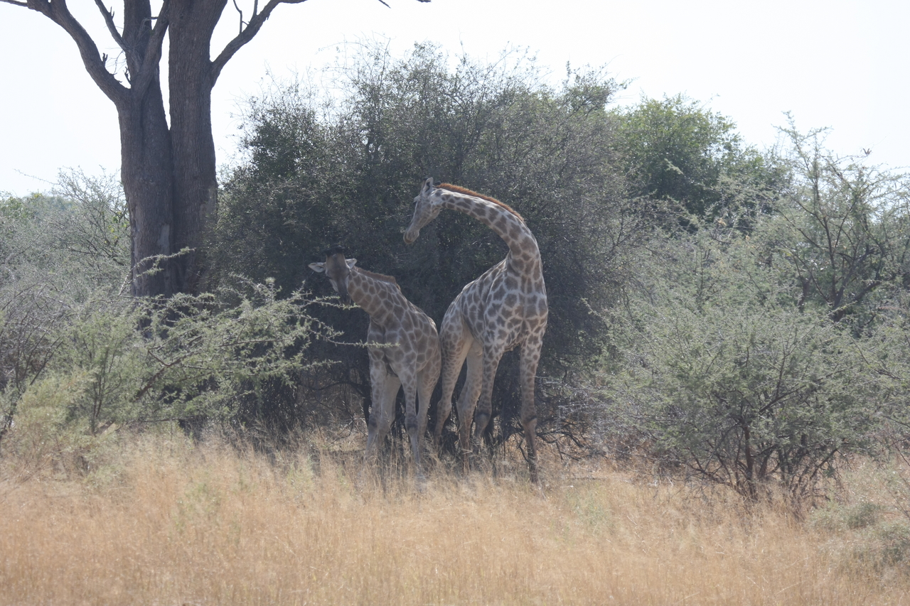 [24198] 2016_06_30_05_46_50_Africa_Canon_EOS_40D_IMG__11617.jpg