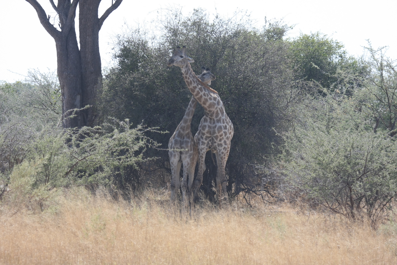 [24209] 2016_06_30_05_47_00_Africa_Canon_EOS_40D_IMG__00451.jpg