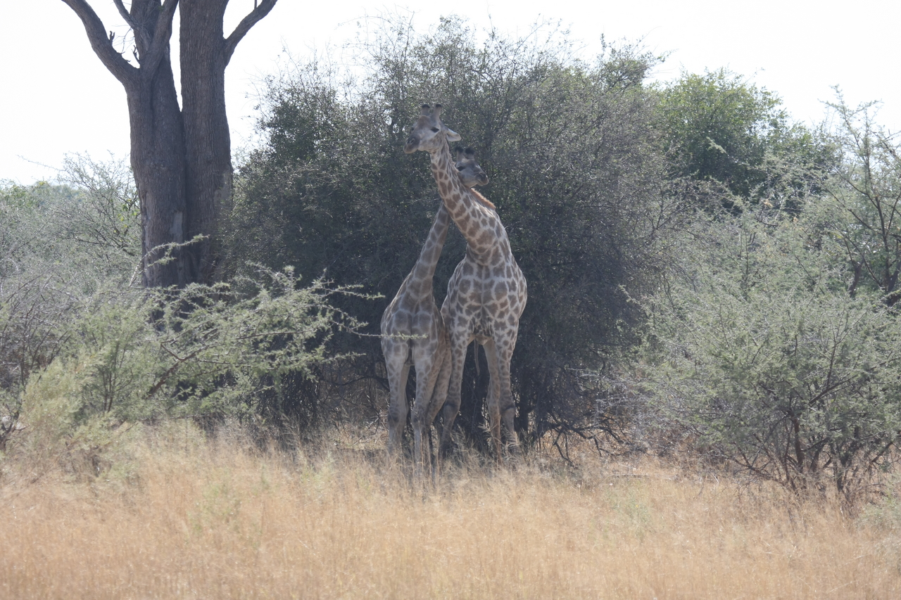 [24213] 2016_06_30_05_47_00_Africa_Canon_EOS_40D_IMG__04178.jpg