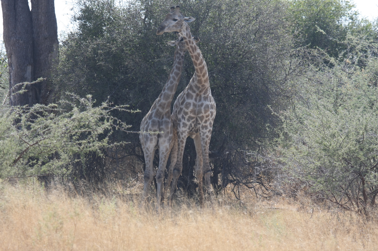 [24221] 2016_06_30_05_47_08_Africa_Canon_EOS_40D_IMG__00455.jpg