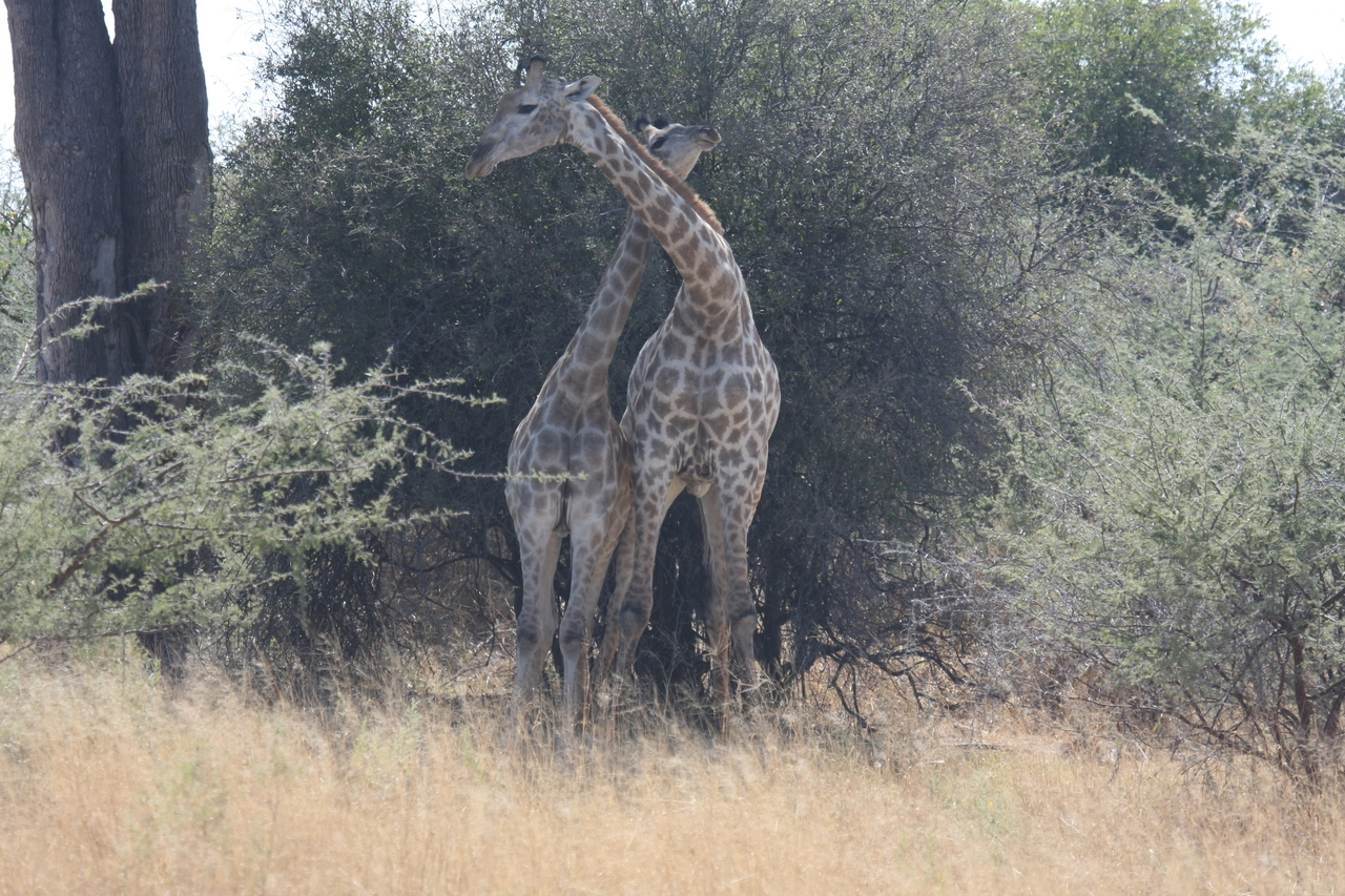 [24223] 2016_06_30_05_47_08_Africa_Canon_EOS_40D_IMG__04180.jpg