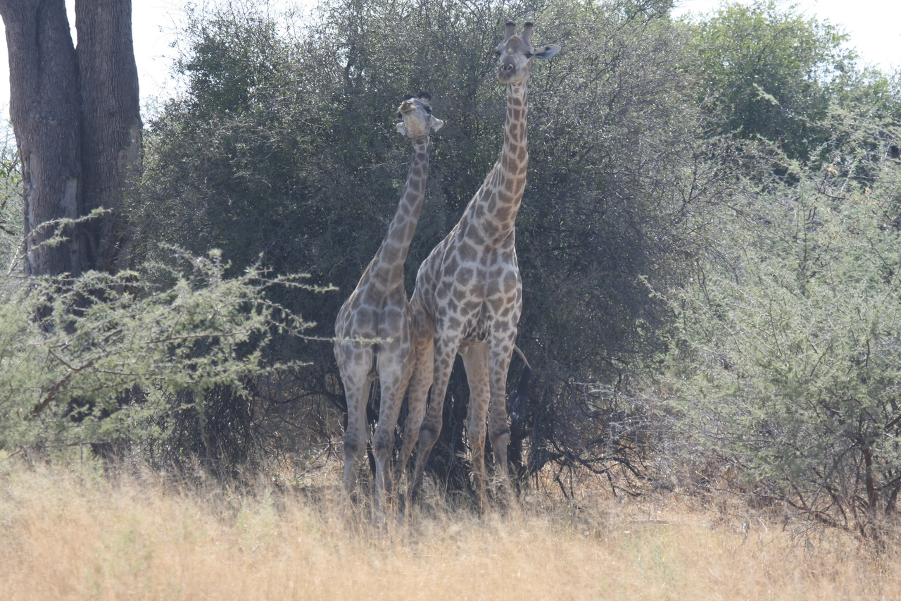 [24230] 2016_06_30_05_47_09_Africa_Canon_EOS_40D_IMG__04183.jpg