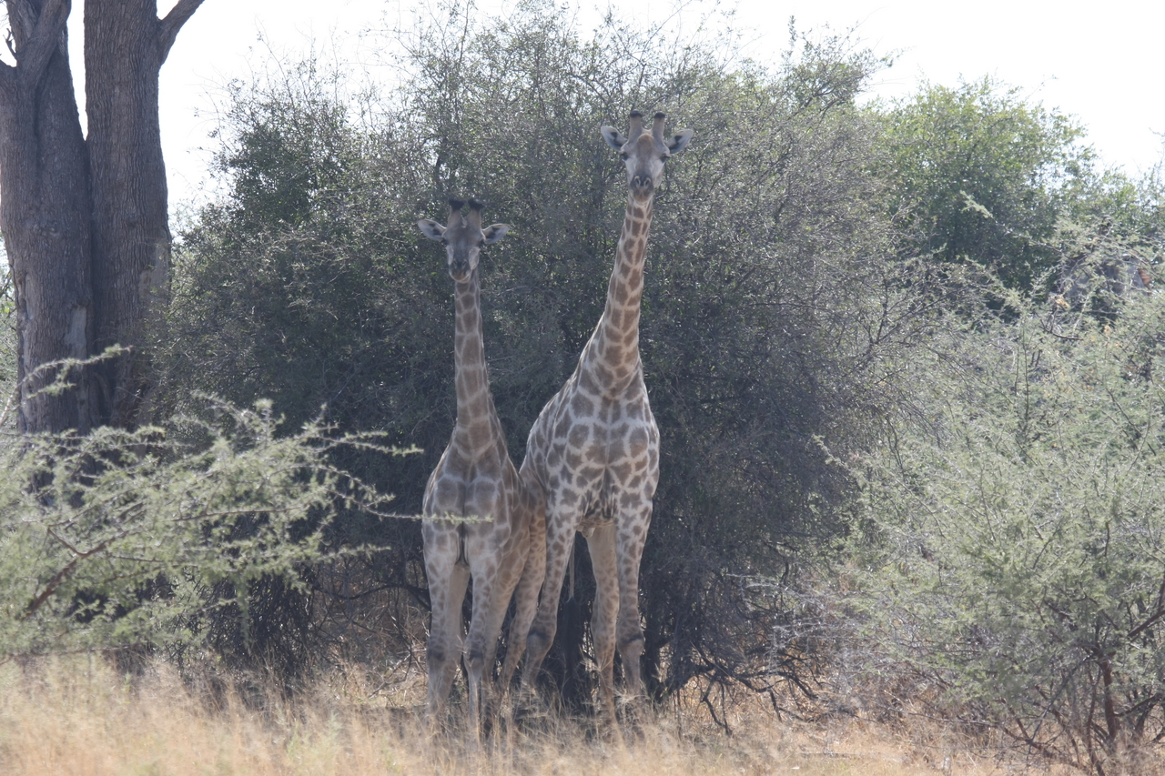 [24237] 2016_06_30_05_47_13_Africa_Canon_EOS_40D_IMG__04187.jpg