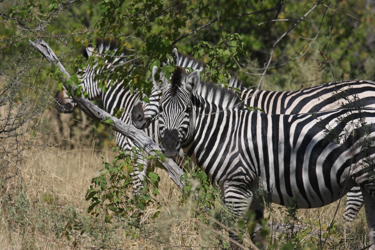 [24245] 2016_06_30_05_47_51_Africa_Canon_EOS_40D_IMG__04189.jpg