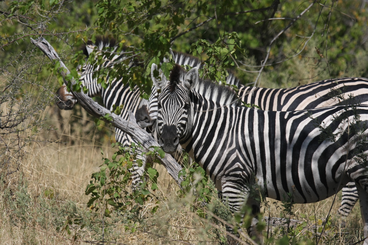 [24247] 2016_06_30_05_47_51_Africa_Canon_EOS_40D_IMG__11635.jpg