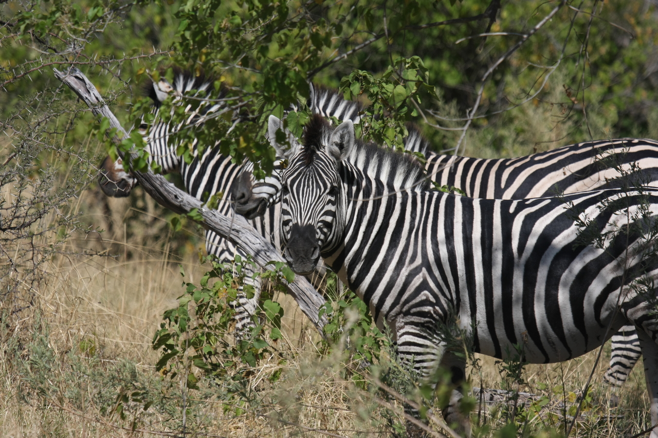 [24249] 2016_06_30_05_47_51_Africa_Canon_EOS_40D_IMG__11637.jpg