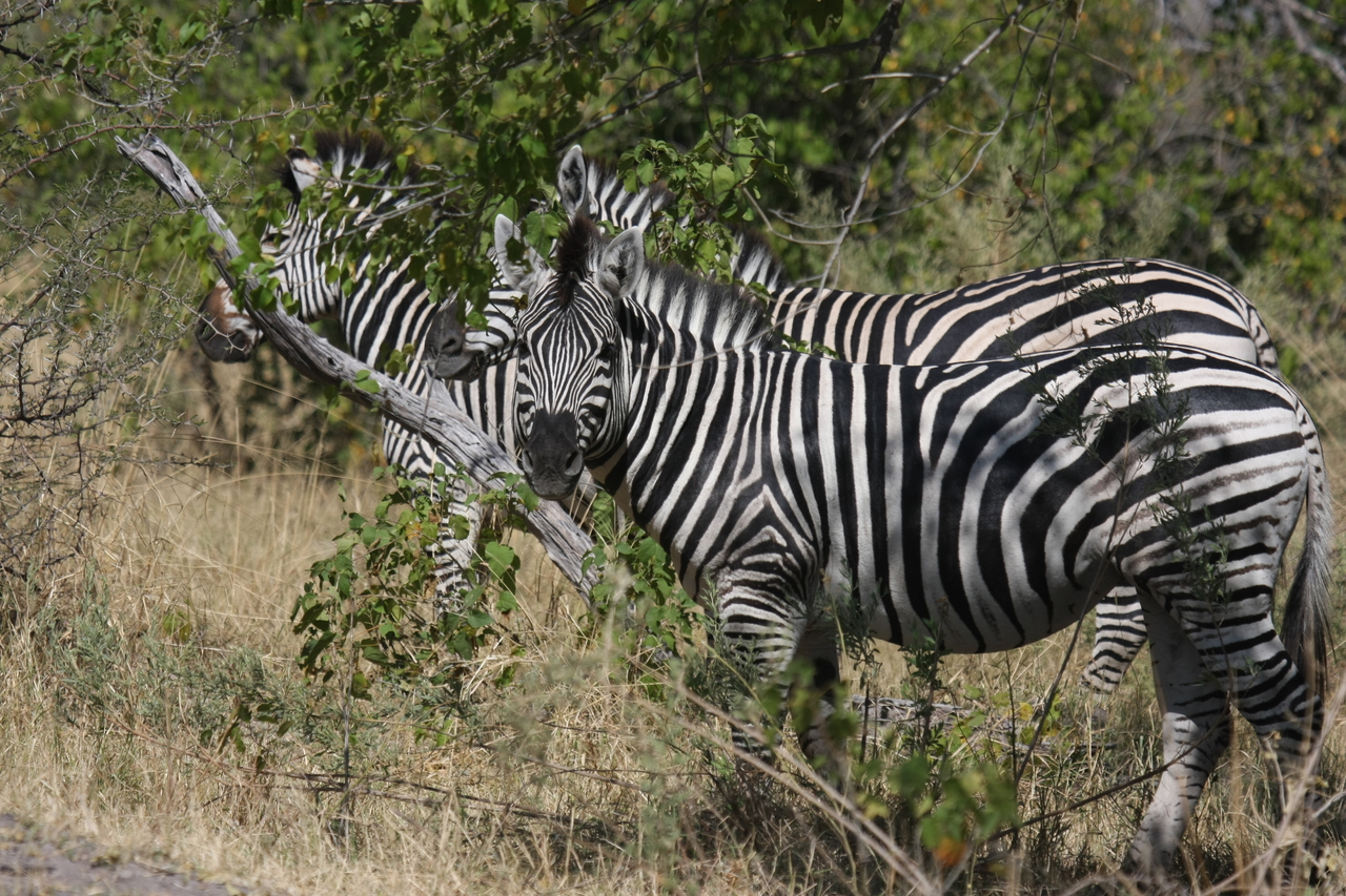 [24252] 2016_06_30_05_47_54_Africa_Canon_EOS_40D_IMG__04191.jpg