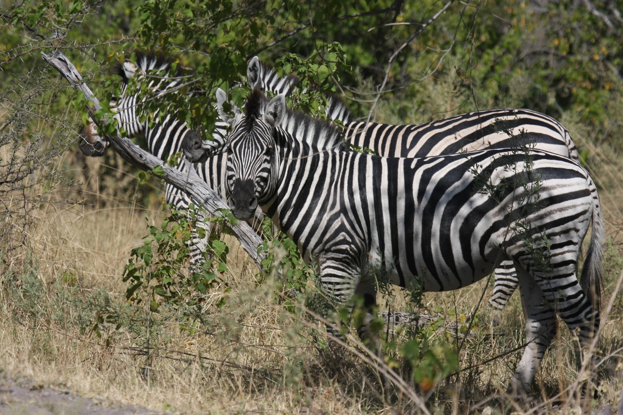 [24253] 2016_06_30_05_47_54_Africa_Canon_EOS_40D_IMG__04192.jpg