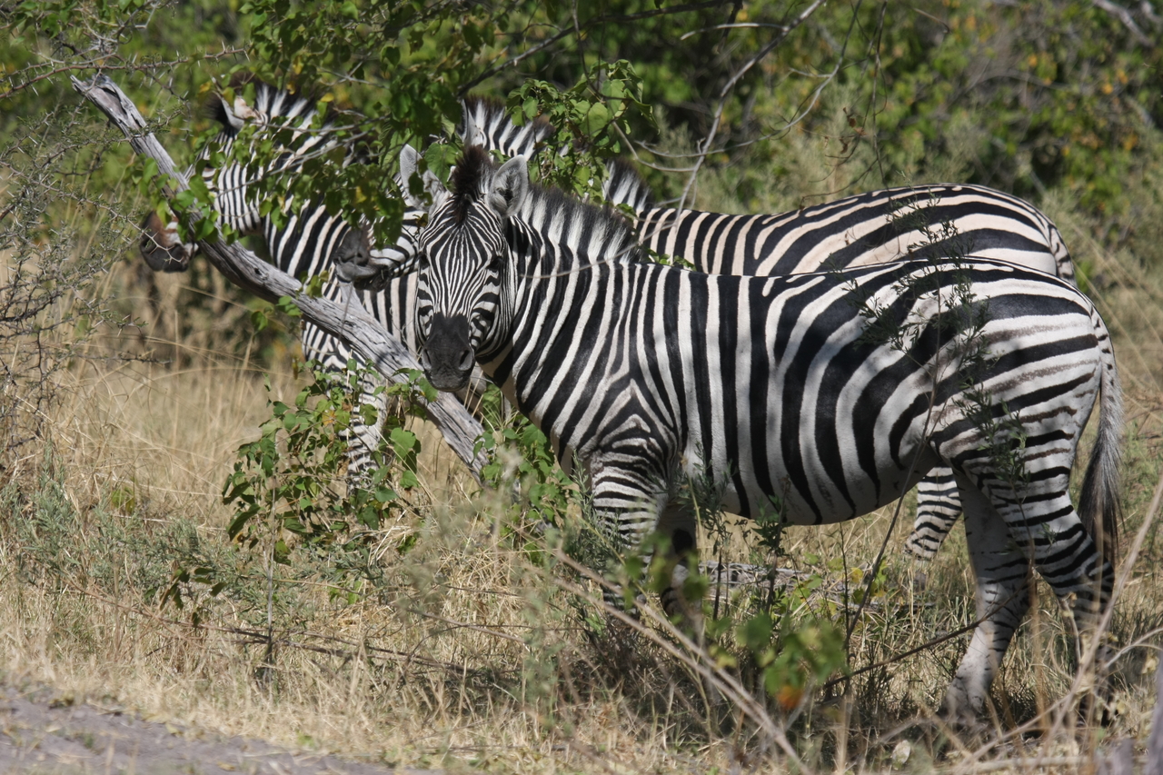 [24259] 2016_06_30_05_47_55_Africa_Canon_EOS_40D_IMG__04194.jpg