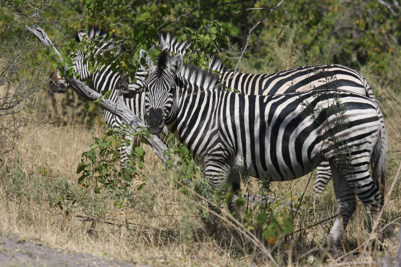 [24264] 2016_06_30_05_47_56_Africa_Canon_EOS_40D_IMG__11643.jpg