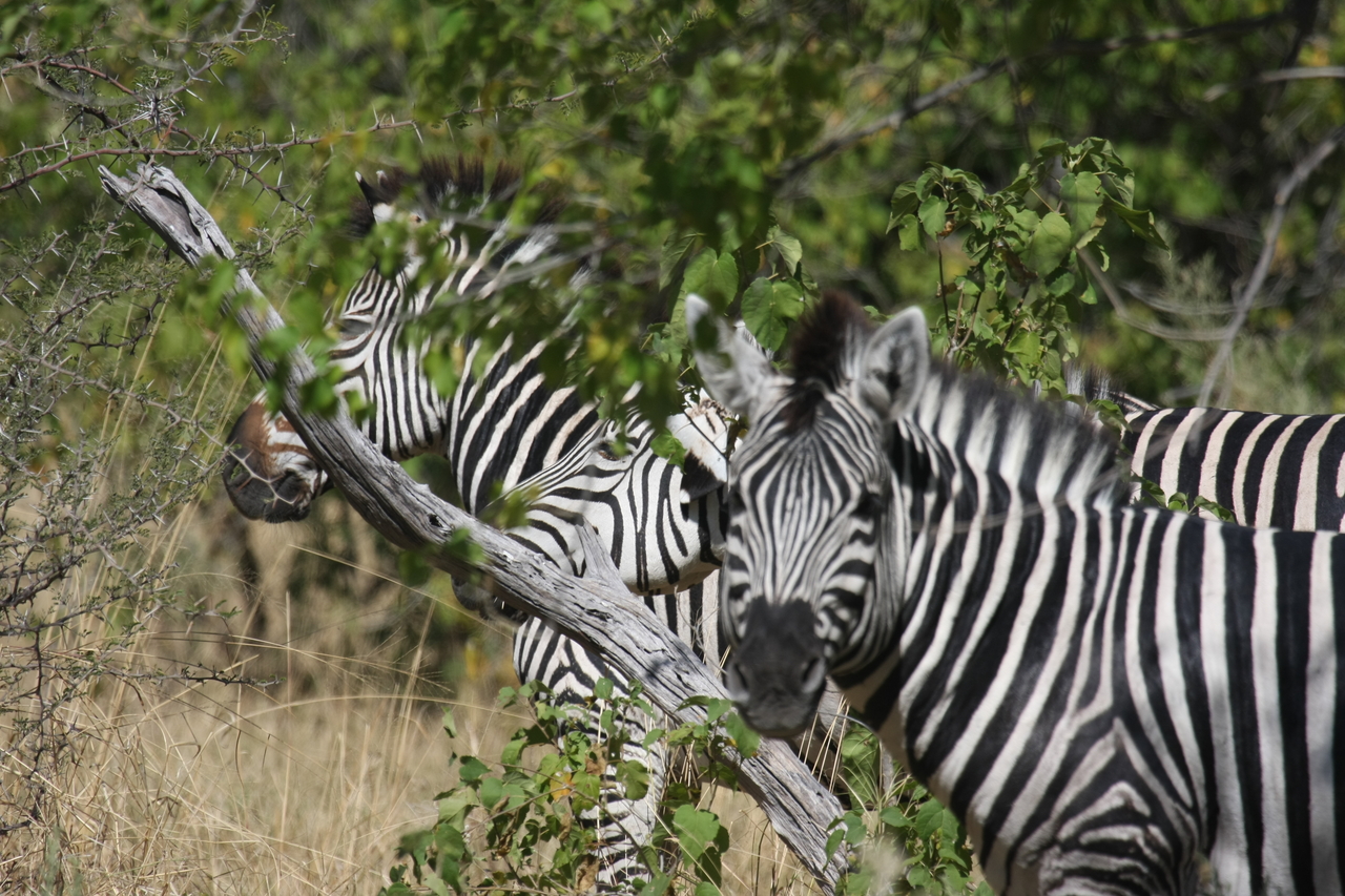 [24271] 2016_06_30_05_48_03_Africa_Canon_EOS_40D_IMG__00473.jpg