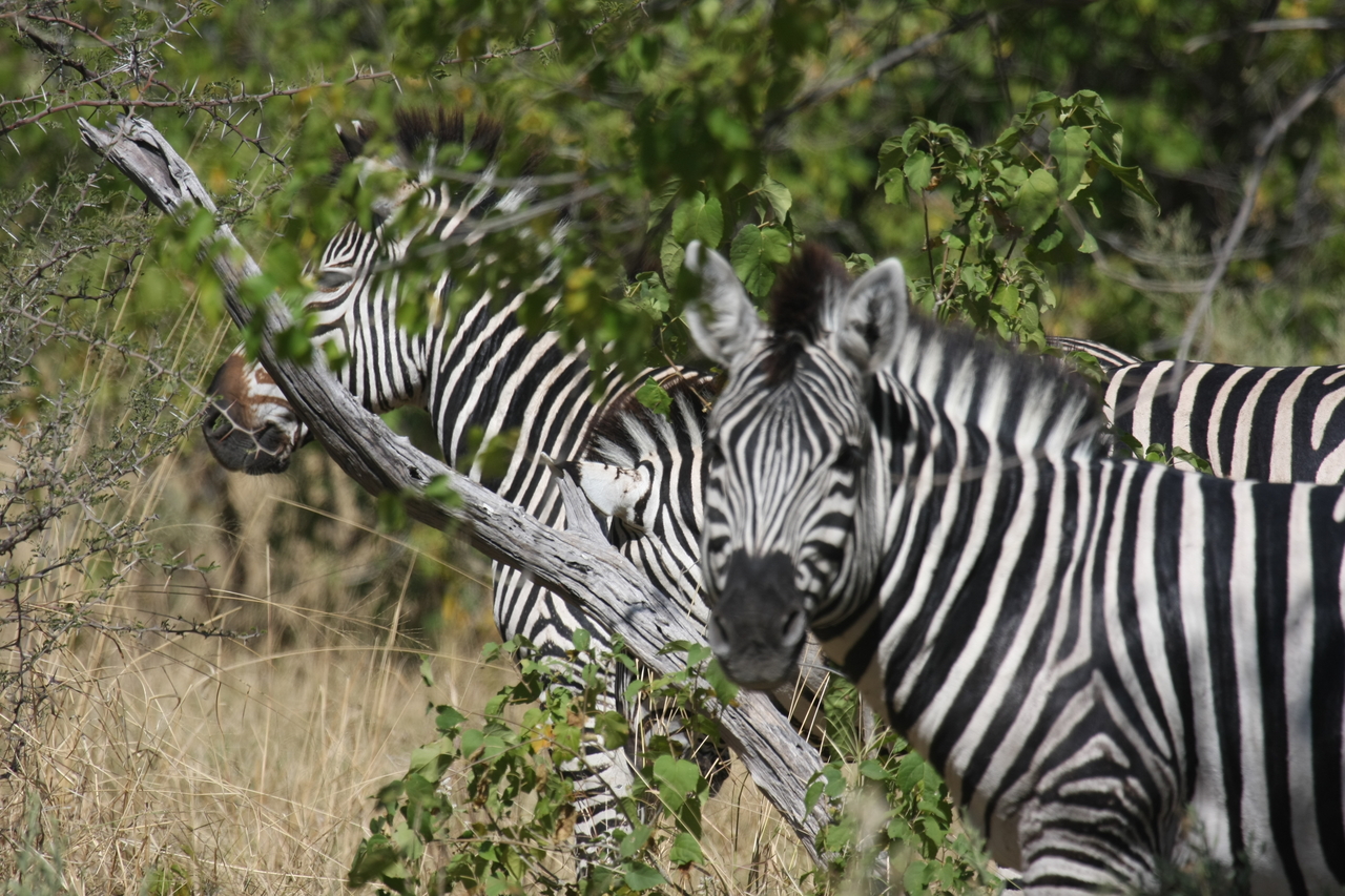 [24275] 2016_06_30_05_48_03_Africa_Canon_EOS_40D_IMG__04200.jpg