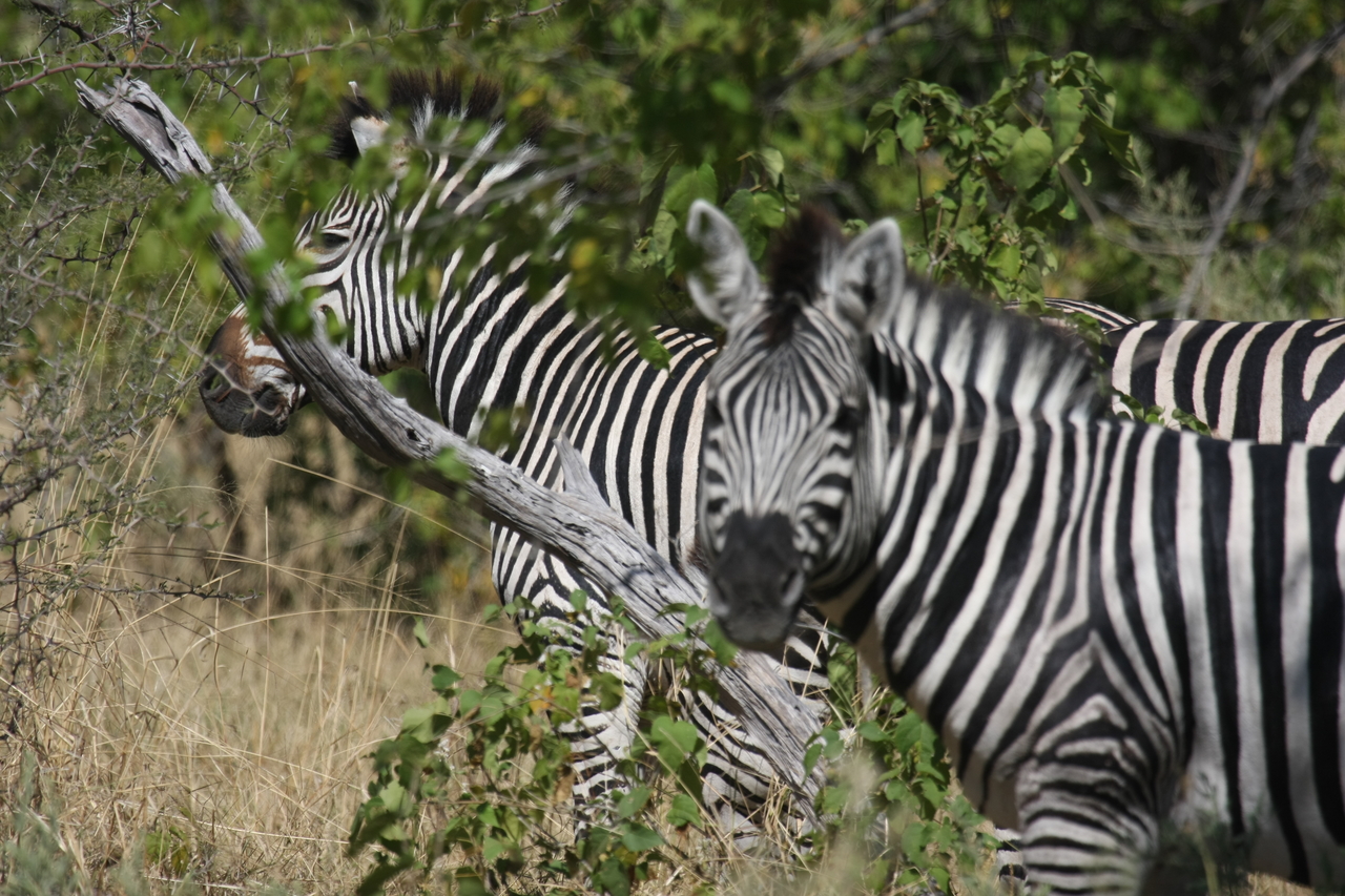 [24276] 2016_06_30_05_48_03_Africa_Canon_EOS_40D_IMG__04201.jpg