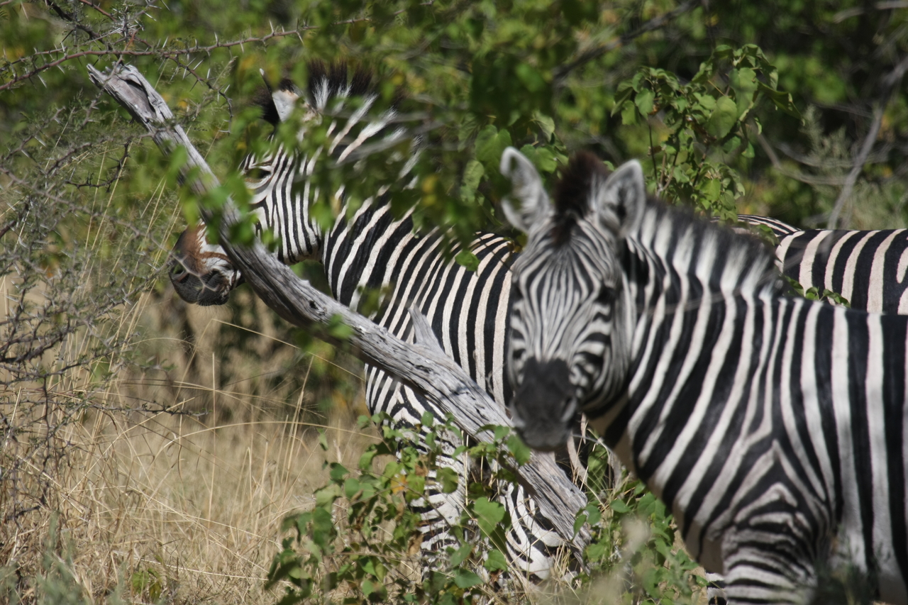 [24280] 2016_06_30_05_48_04_Africa_Canon_EOS_40D_IMG__00476.jpg