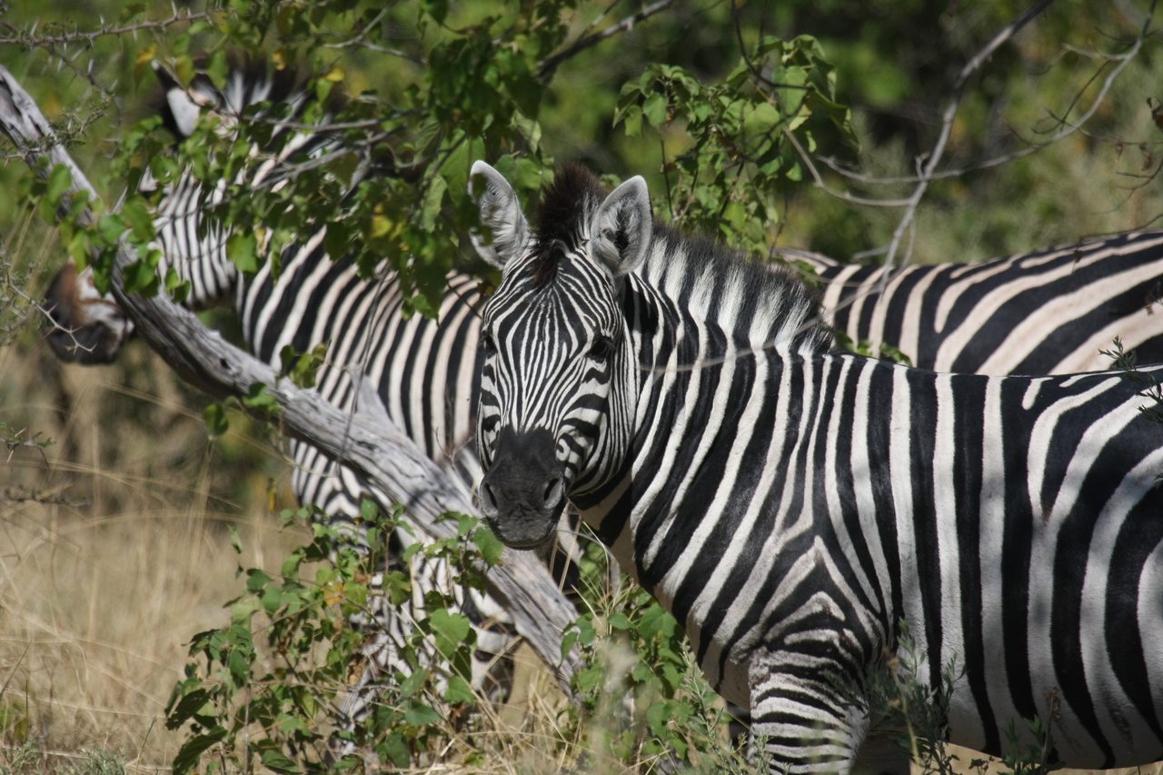 [24289] 2016_06_30_05_48_07_Africa_Canon_EOS_40D_IMG__00479.jpg