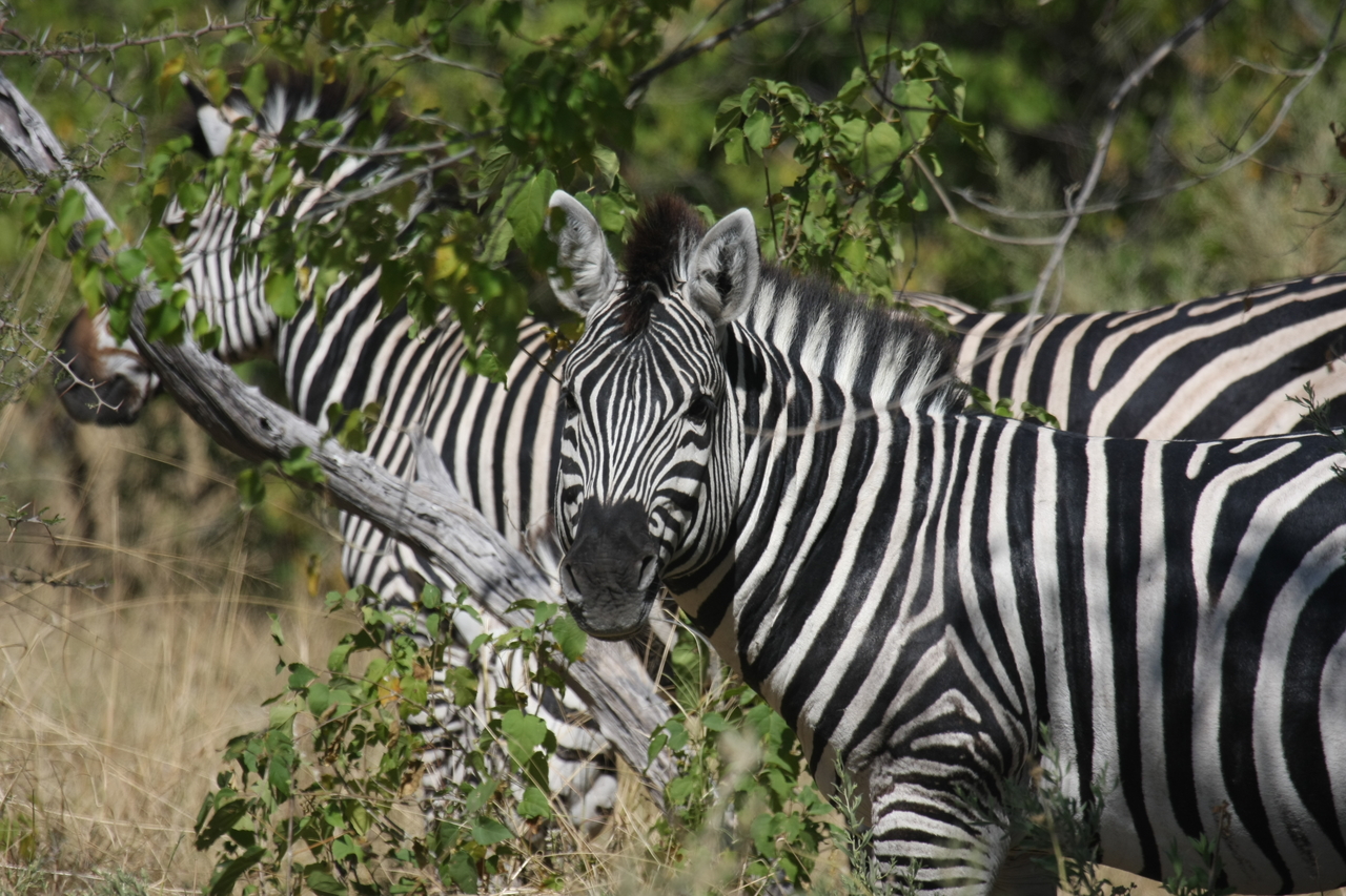 [24297] 2016_06_30_05_48_07_Africa_Canon_EOS_40D_IMG__11655.jpg