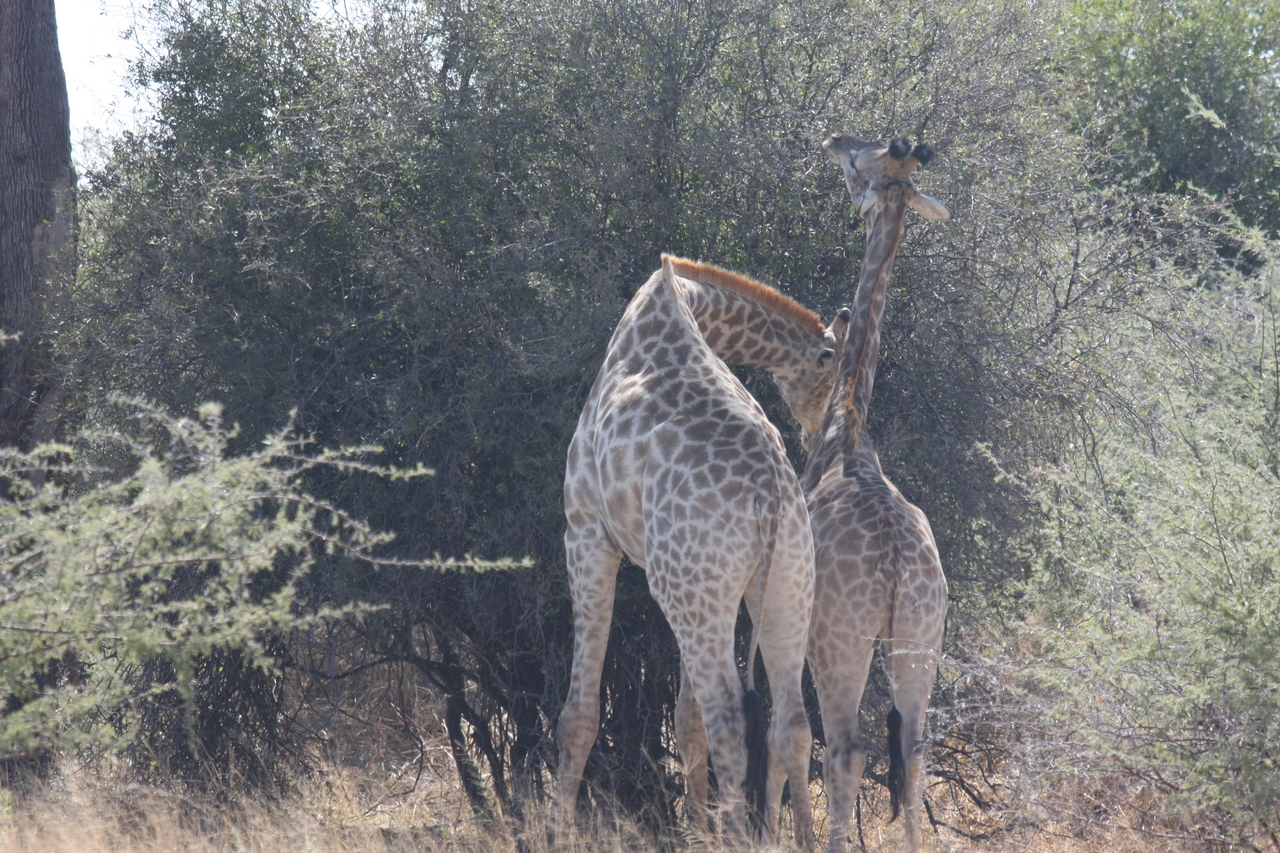 [24306] 2016_06_30_05_48_21_Africa_Canon_EOS_40D_IMG__04211.jpg