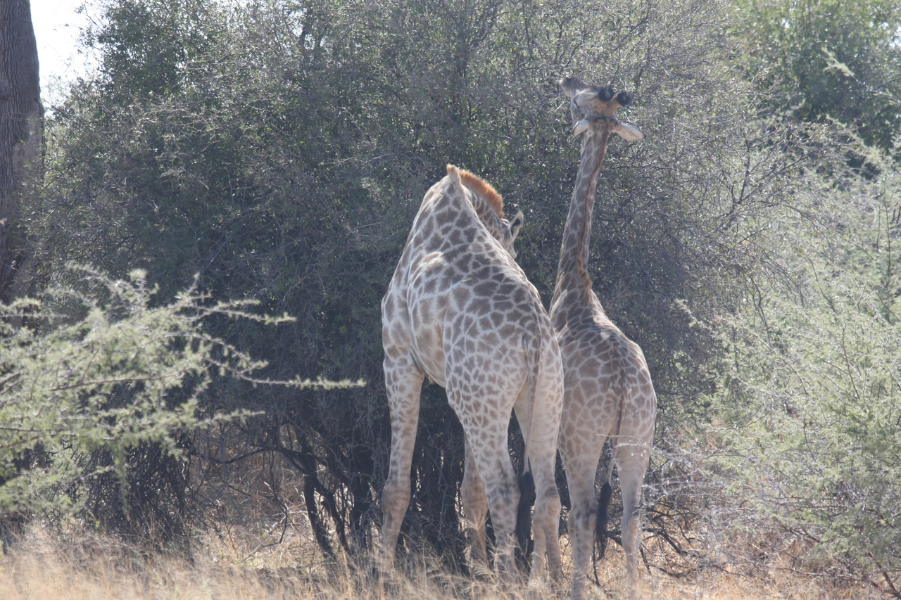 [24307] 2016_06_30_05_48_21_Africa_Canon_EOS_40D_IMG__04212.jpg