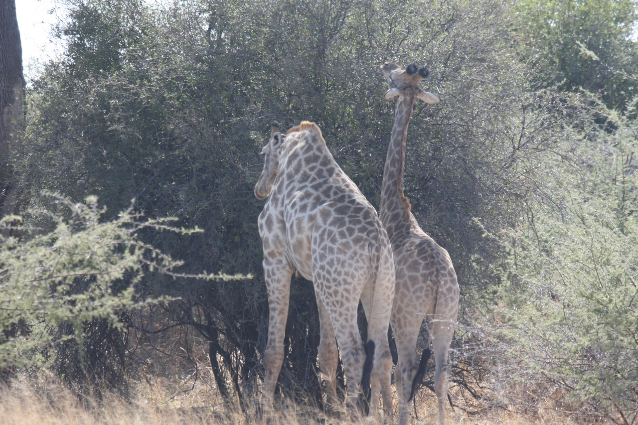 [24312] 2016_06_30_05_48_22_Africa_Canon_EOS_40D_IMG__11660.jpg