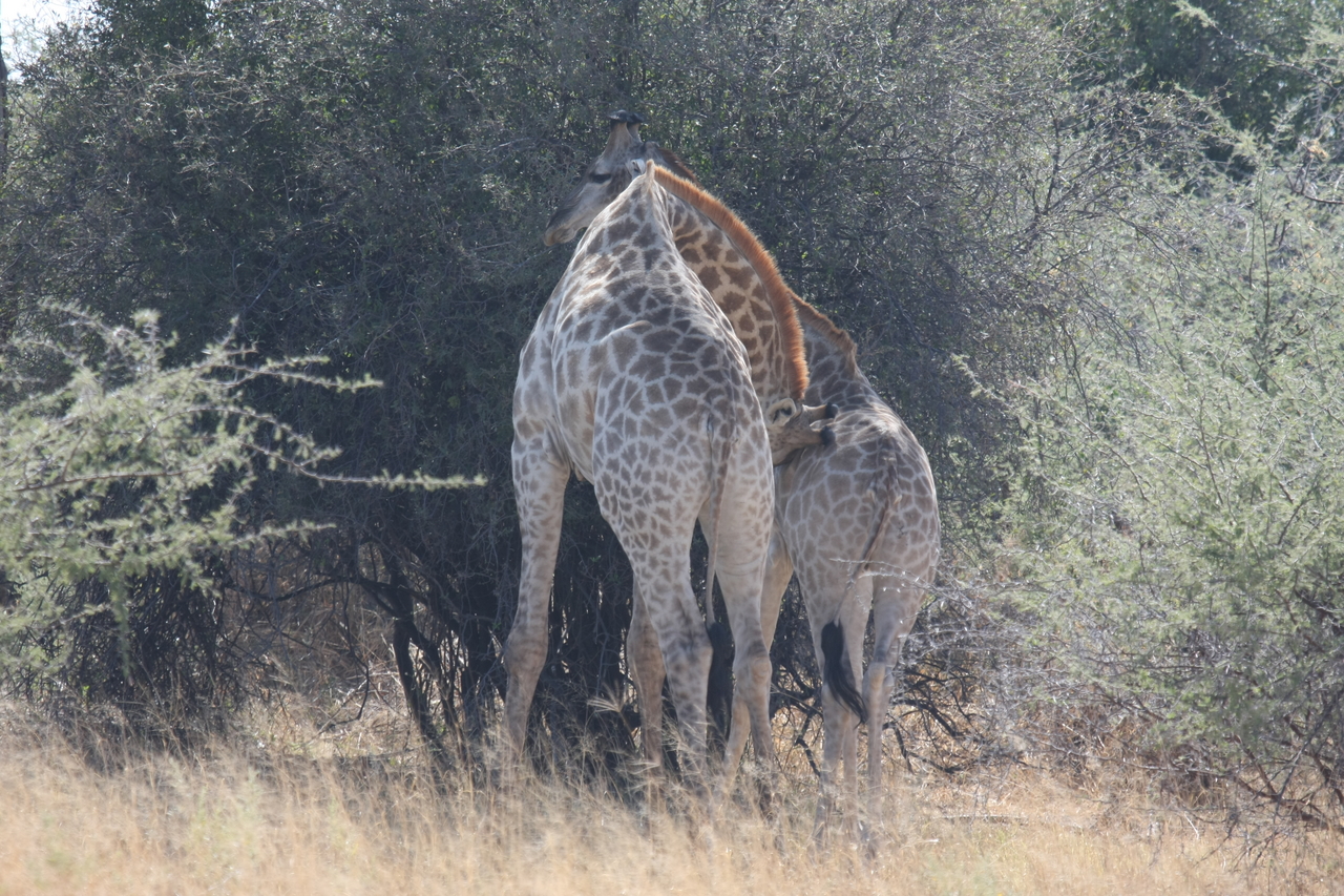 [24317] 2016_06_30_05_48_26_Africa_Canon_EOS_40D_IMG__04215.jpg