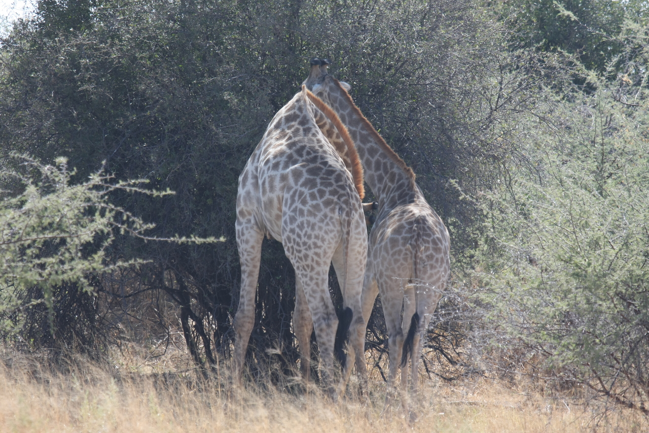 [24319] 2016_06_30_05_48_26_Africa_Canon_EOS_40D_IMG__11661.jpg