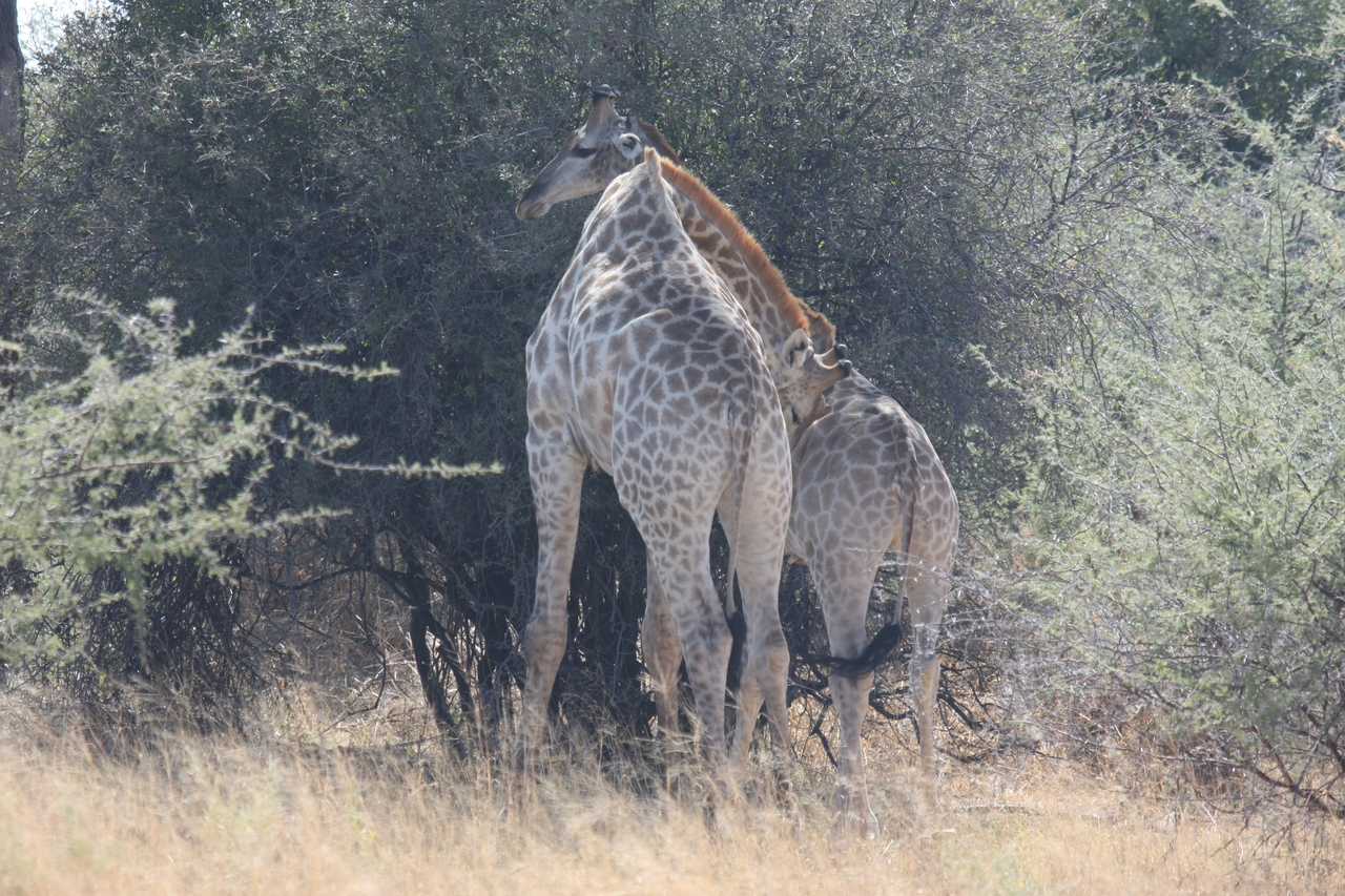 [24321] 2016_06_30_05_48_26_Africa_Canon_EOS_40D_IMG__11663.jpg