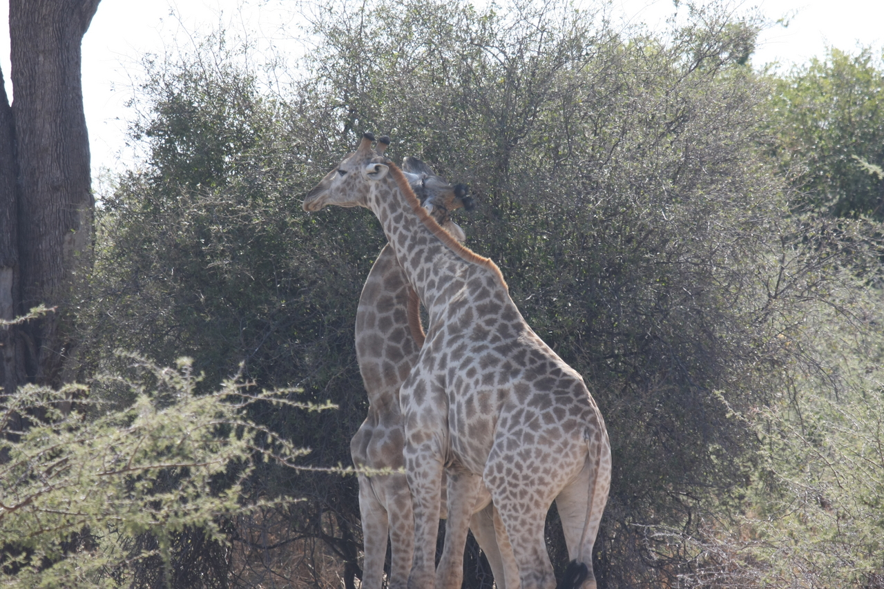 [24338] 2016_06_30_05_48_35_Africa_Canon_EOS_40D_IMG__04223.jpg