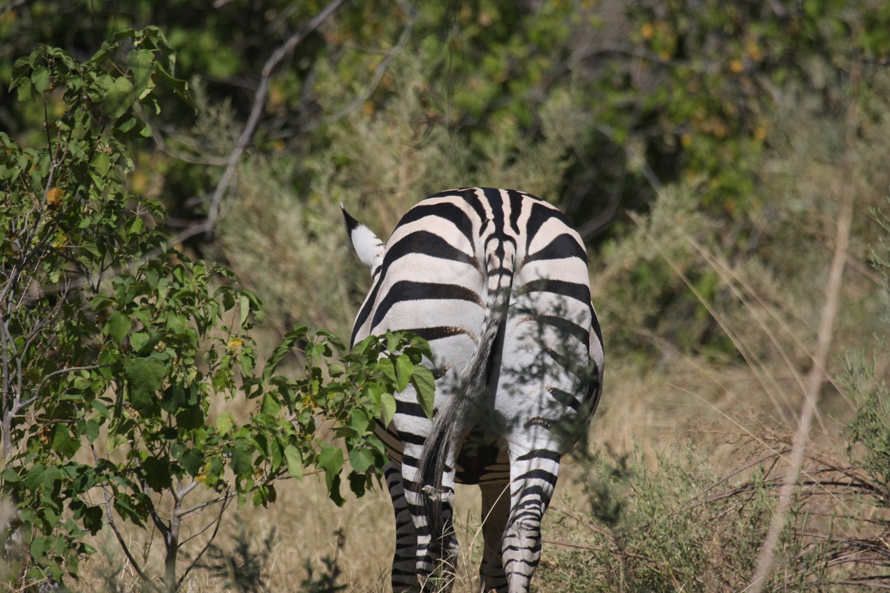[24344] 2016_06_30_05_48_53_Africa_Canon_EOS_40D_IMG__11671.jpg