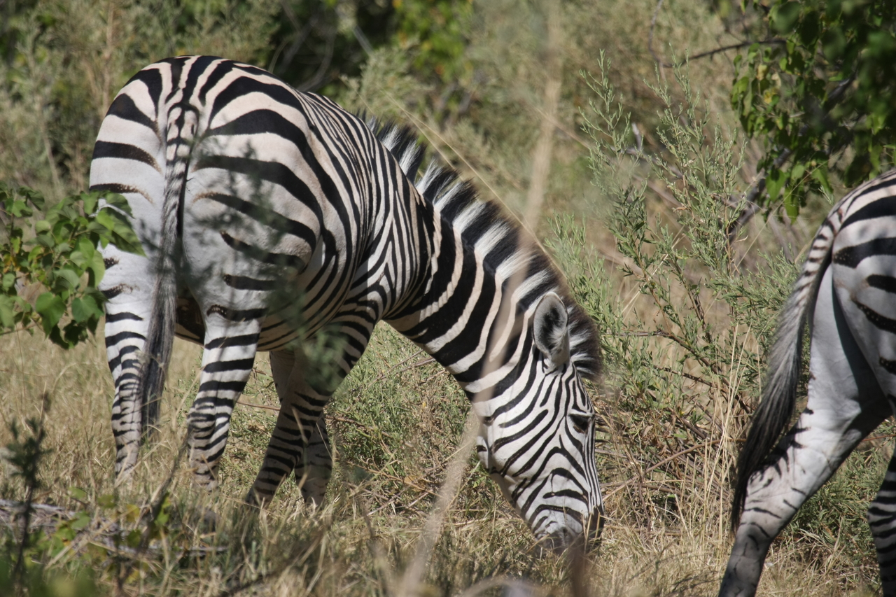 [24346] 2016_06_30_05_48_54_Africa_Canon_EOS_40D_IMG__00500.jpg