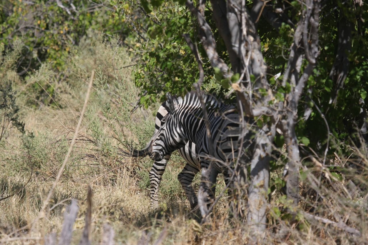 [24352] 2016_06_30_05_49_01_Africa_Canon_EOS_40D_IMG__00503.jpg