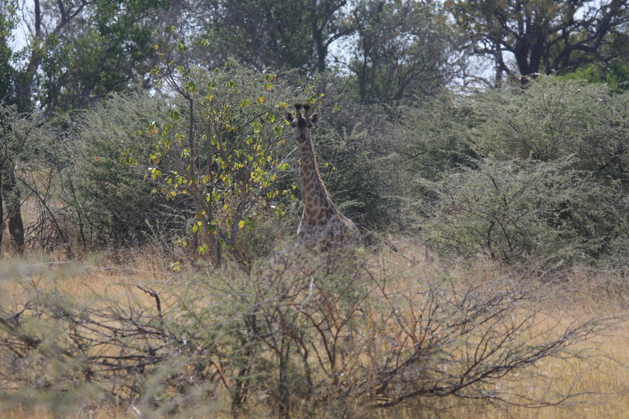 [24357] 2016_06_30_05_50_58_Africa_Canon_EOS_40D_IMG__04230.jpg