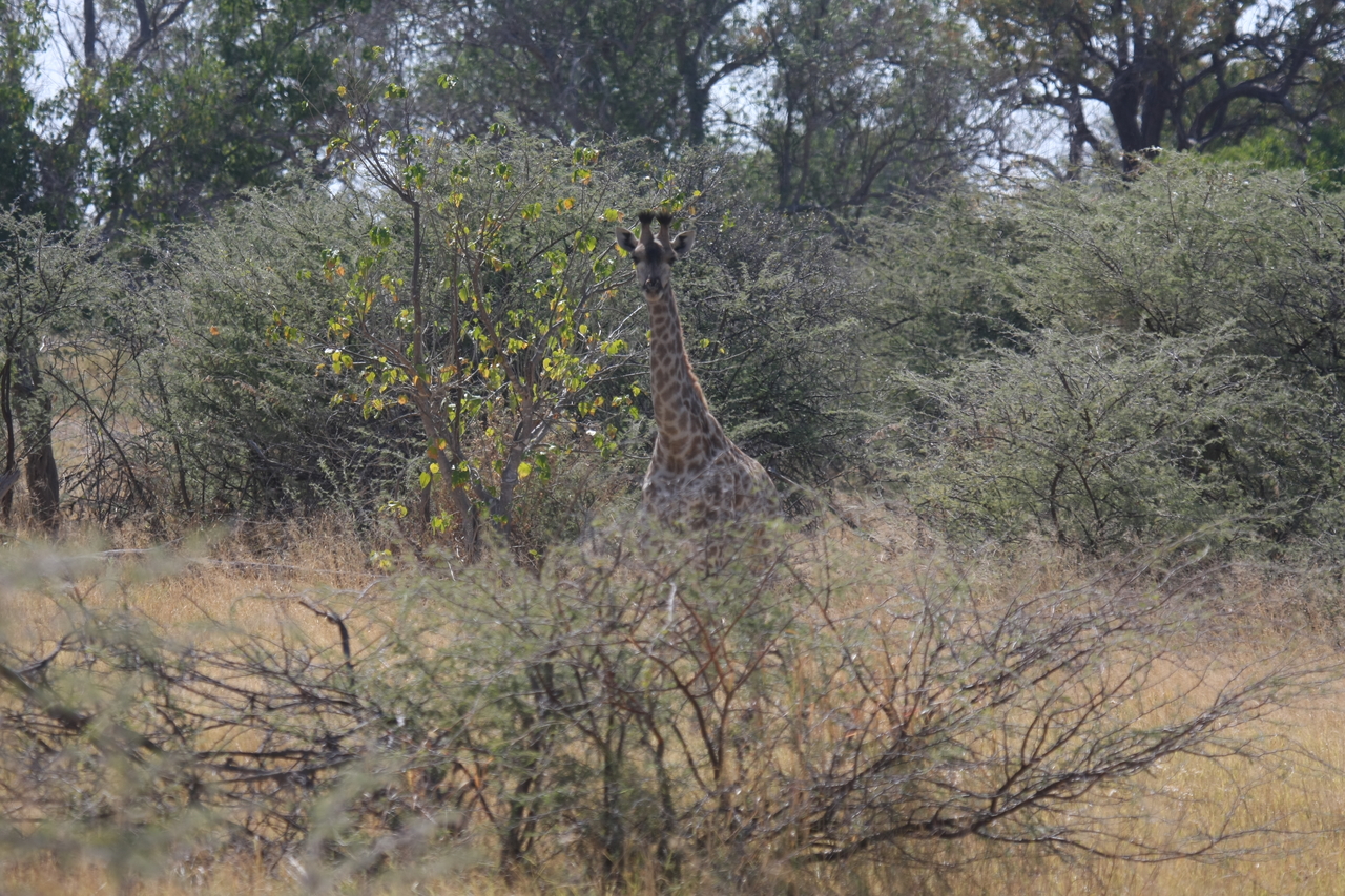 [24360] 2016_06_30_05_50_58_Africa_Canon_EOS_40D_IMG__11678.jpg