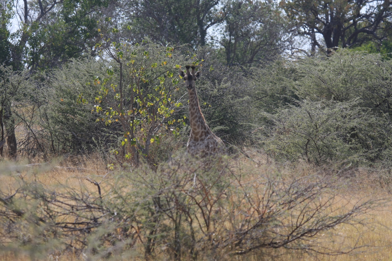 [24361] 2016_06_30_05_50_59_Africa_Canon_EOS_40D_IMG__00506.jpg