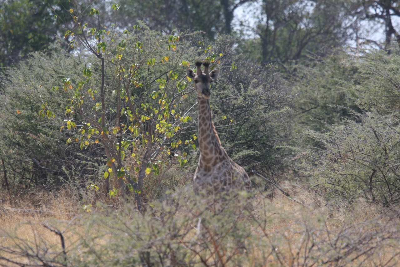 [24372] 2016_06_30_05_51_06_Africa_Canon_EOS_40D_IMG__11682.jpg