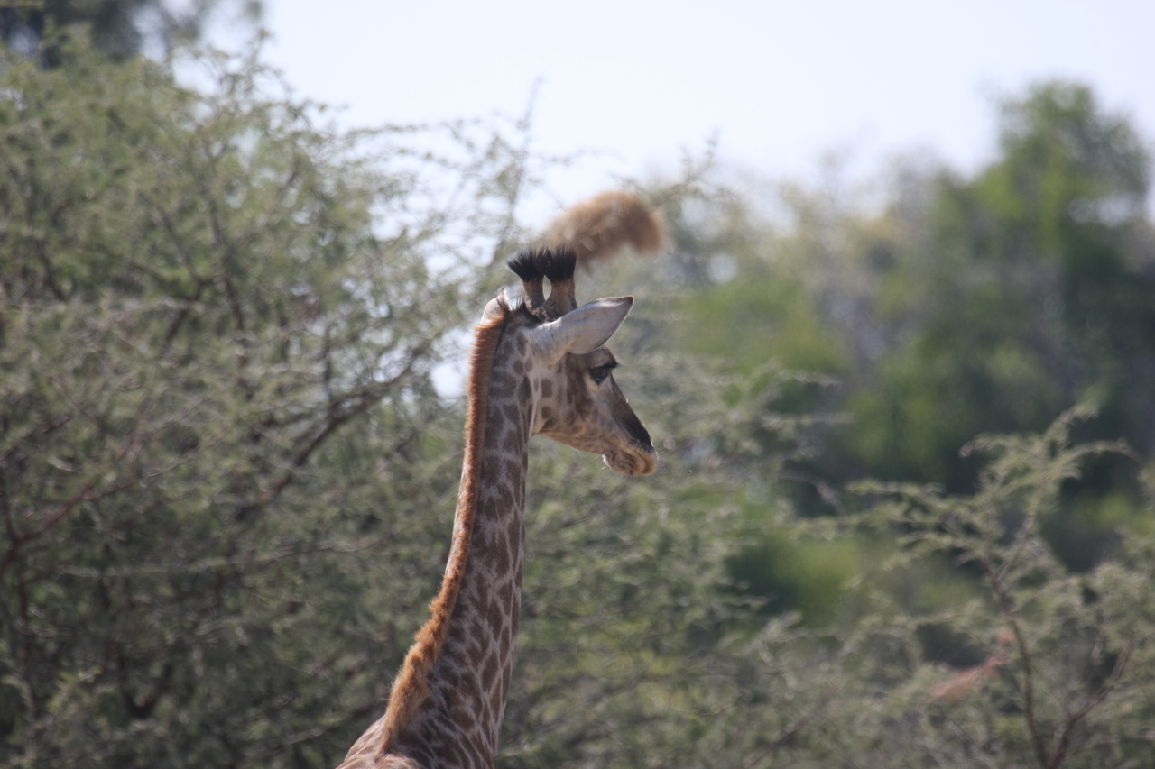 [24383] 2016_06_30_05_52_08_Africa_Canon_EOS_40D_IMG__11685.jpg